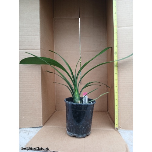 Clivia miniata, yellow peach x green