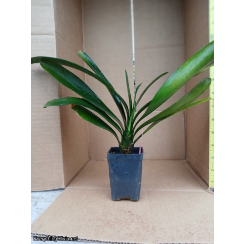 Clivia miniata, yellow peach x green