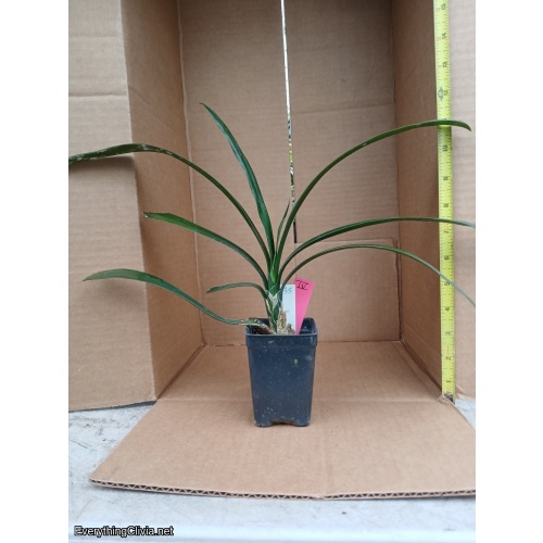 Clivia miniata, Green