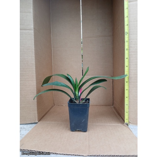 Clivia miniata, bi-color