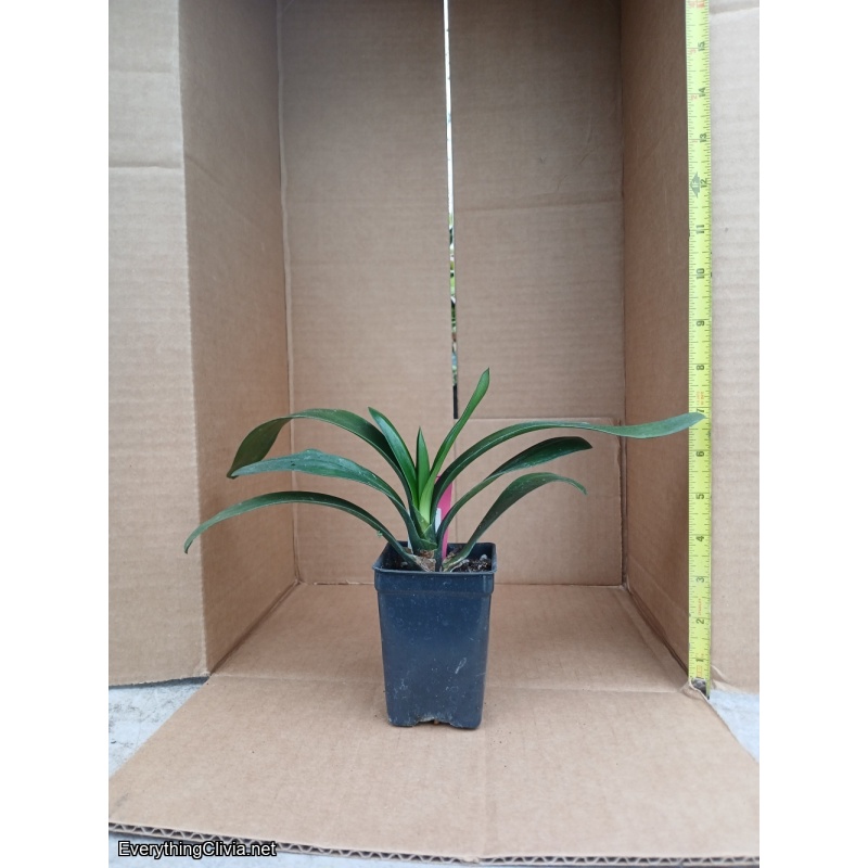 Clivia miniata, bi-color