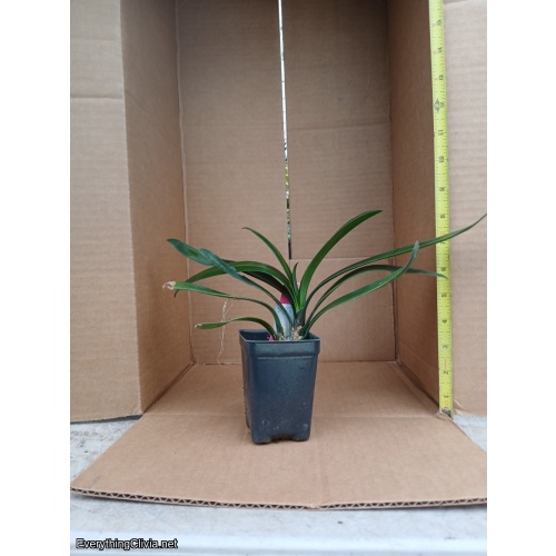 Clivia miniata, picotee