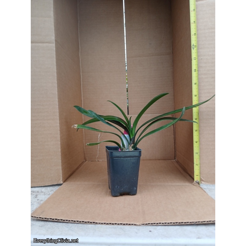 Clivia miniata, picotee