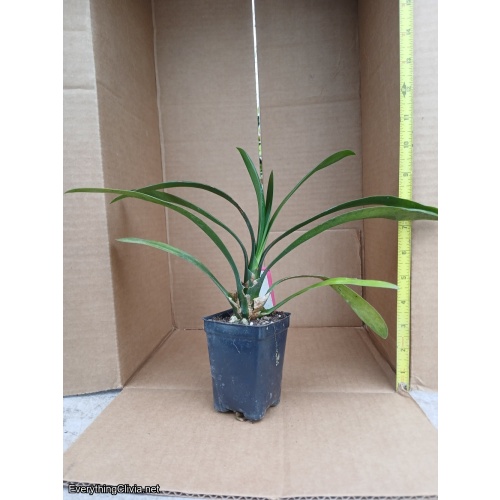 Clivia miniata, Yellow compact (Grp. 1)