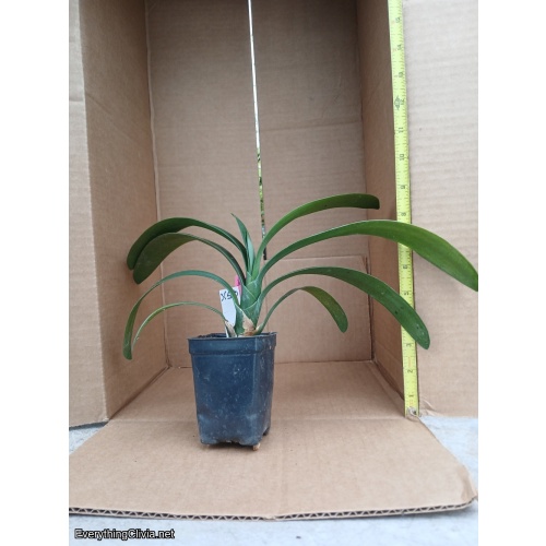 Clivia miniata, Yellow compact (Grp. 1)