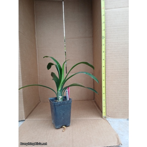 Clivia miniata, Yellow compact (Grp. 1)