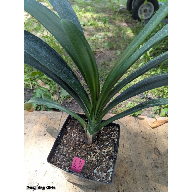 Orange x Compact Chinese Tiger Unbloomed - No Variegation showing