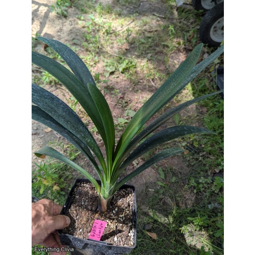 Orange x Compact Chinese Tiger Unbloomed - No Variegation showing