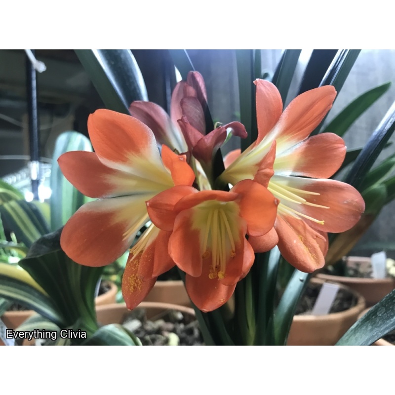 Orange x Compact Chinese Tiger Unbloomed - No Variegation showing