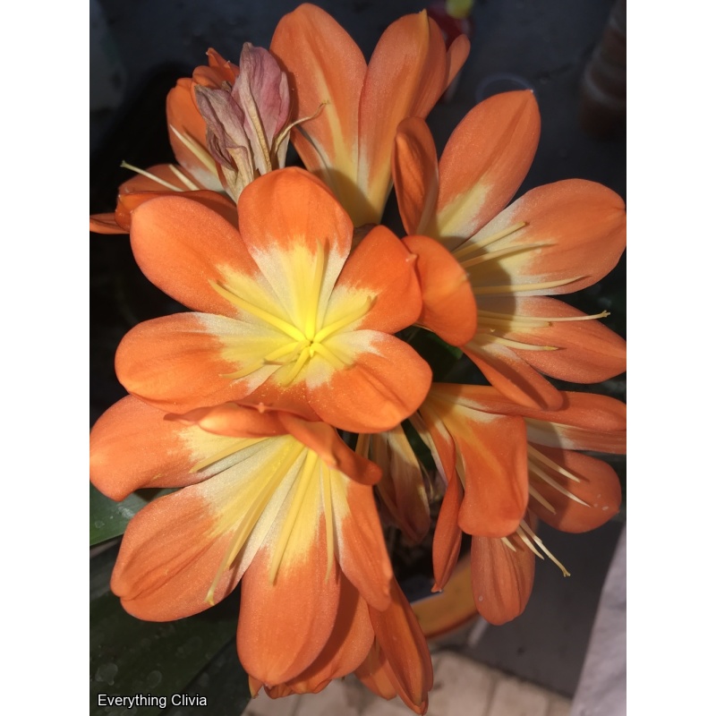 Orange x Compact Chinese Tiger Unbloomed - No Variegation showing