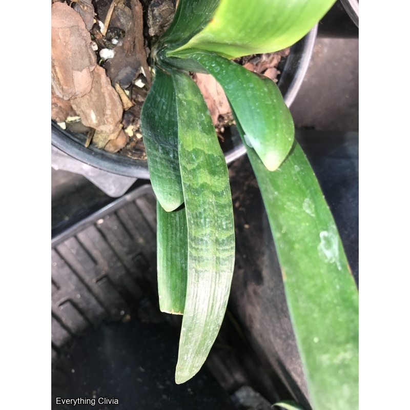 Orange x Compact Chinese Tiger Unbloomed - No Variegation showing