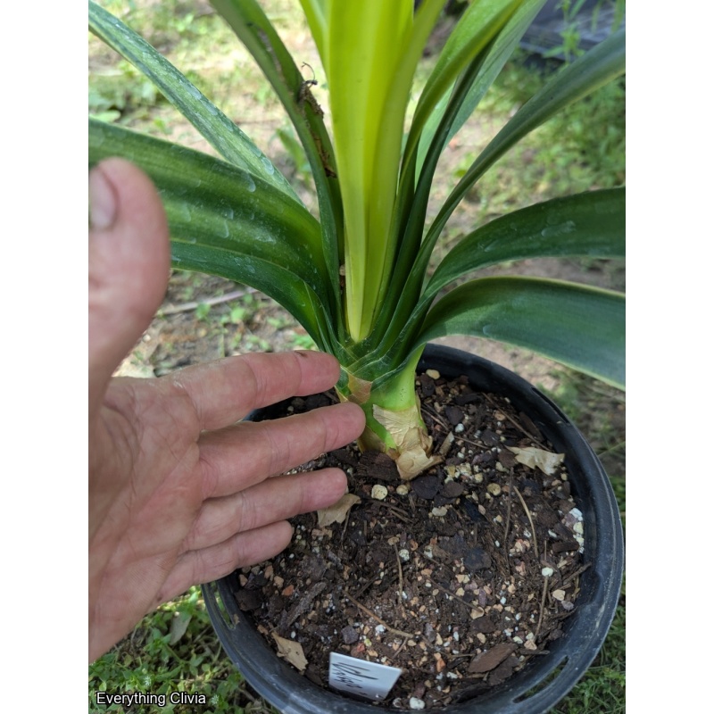 Light of Buddha Blooming Sized - Split for Hirao