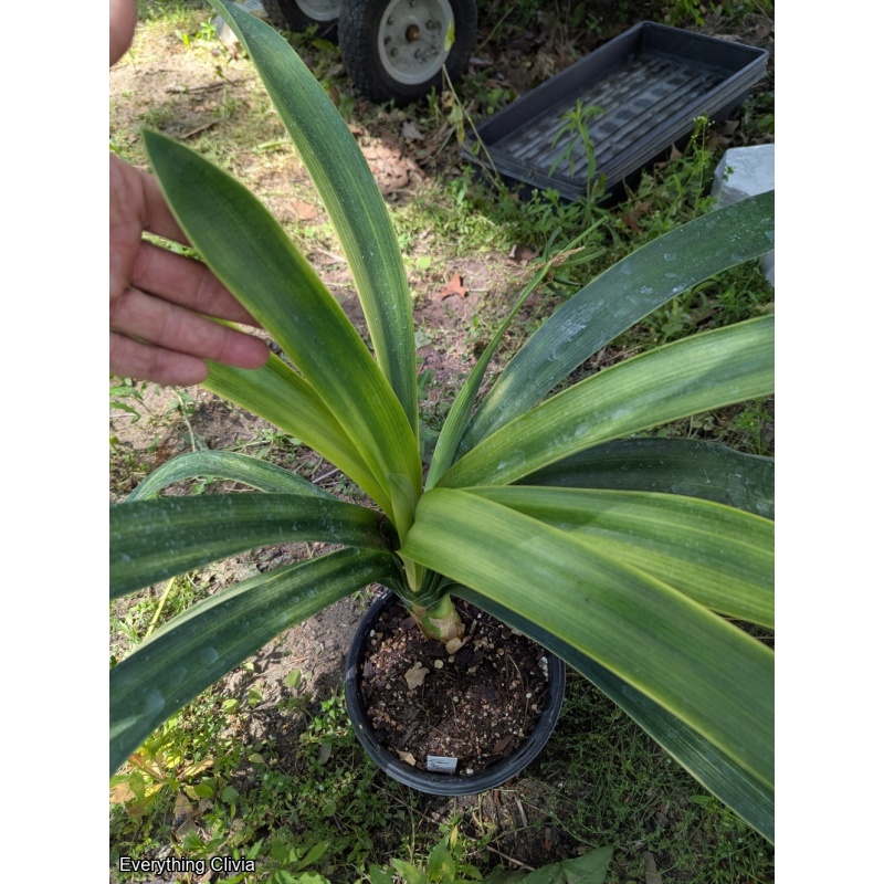 Light of Buddha Blooming Sized - Split for Hirao