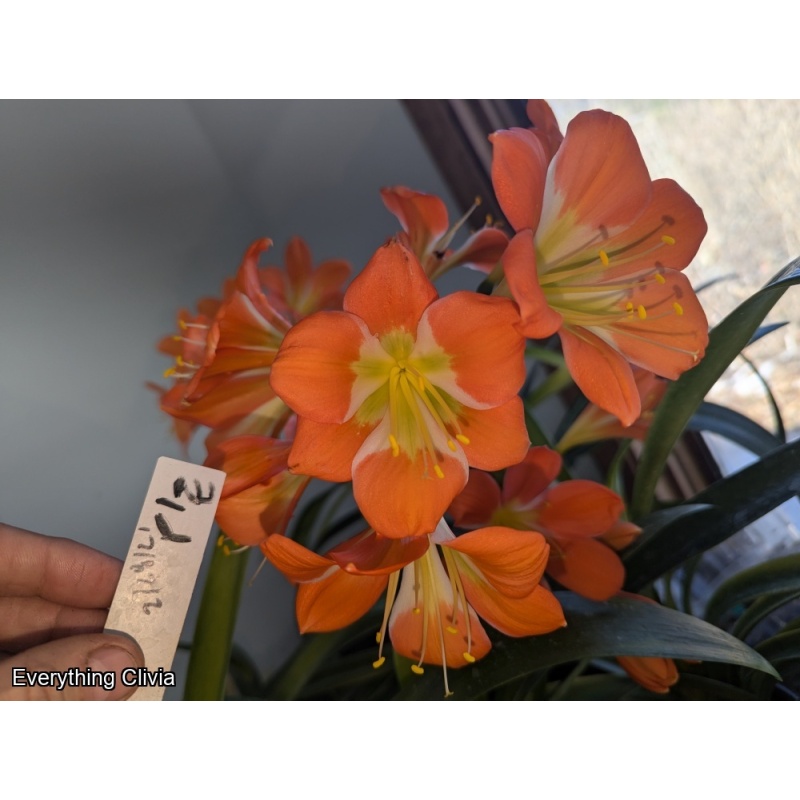 Light of Buddha Blooming Sized - Split for Hirao