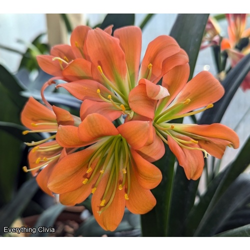 Blooming Sized Multipetal cross Seedling