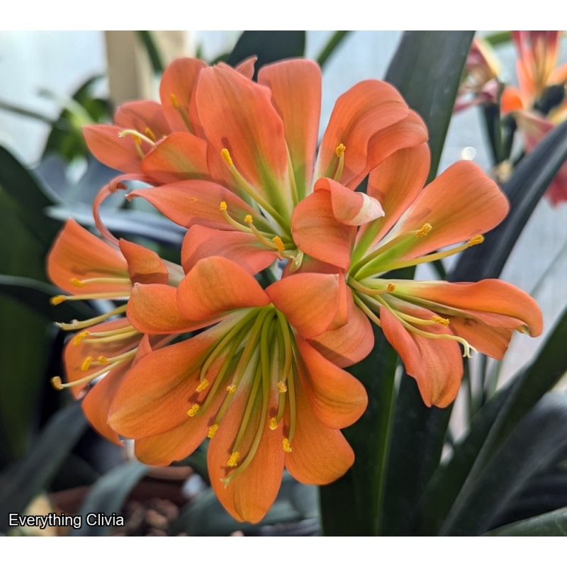 Blooming Sized Multipetal cross Seedling