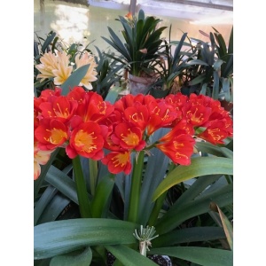 Kevin's Clivia & Rare Plants