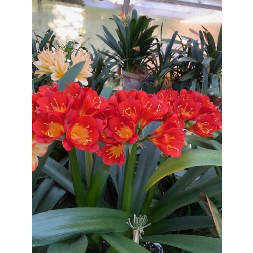 Kevin's Clivia & Rare Plants
