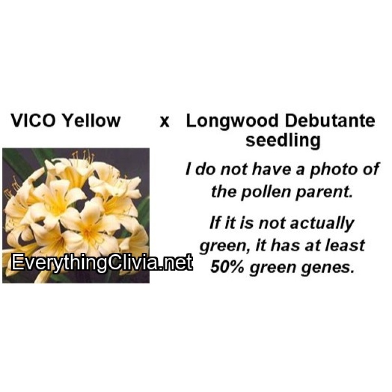 Clivia miniata, yellow or yellow/green