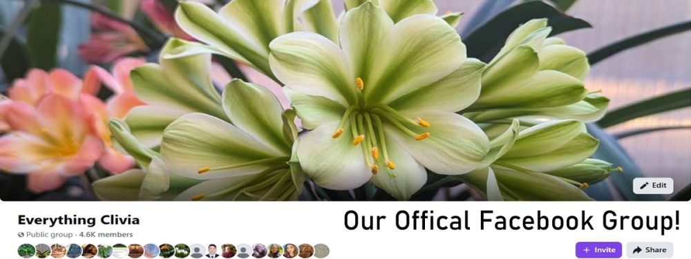 EverythingClivia Facebook